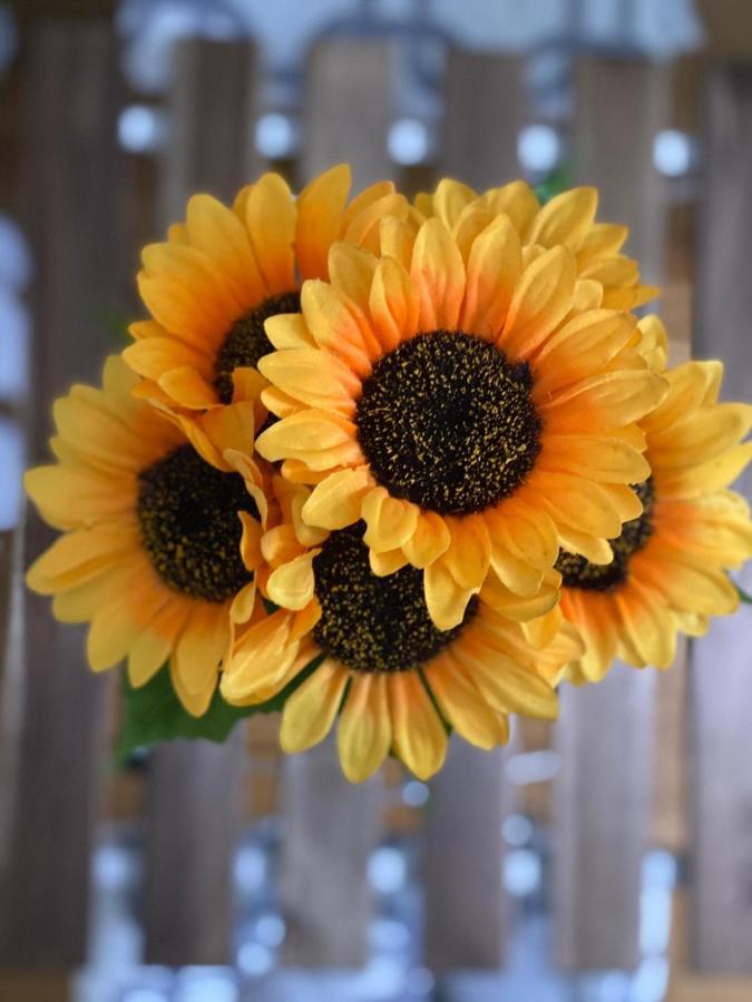 Apartment Sunflower021 ノヴィ・サド エクステリア 写真
